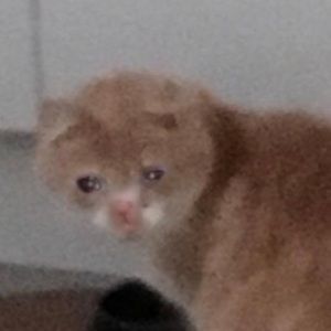 Meet your Posher, Angelina